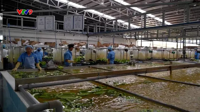 Xuất khẩu nông sản và niềm tin trong năm 2026