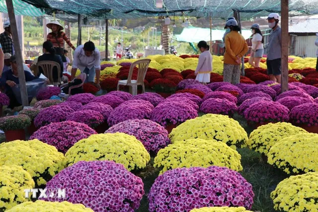 Tet bloom markets: rising demand, stable prices - Ảnh 1.