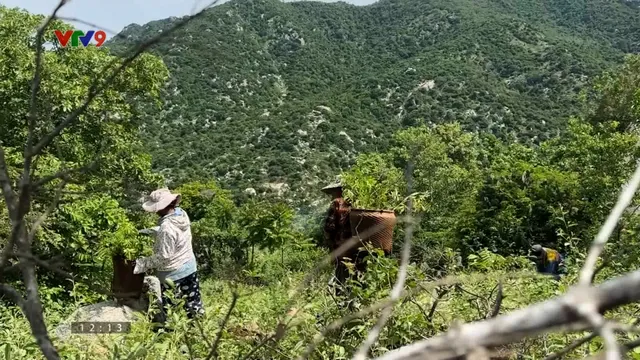 Cây rừng đẩy lùi sa mạc hóa