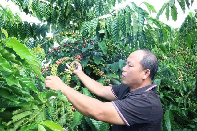 Agriculture sector on path to 74 billion USD in export revenue - Ảnh 1.