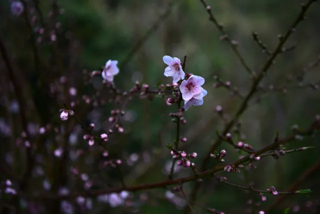 Peach Blossoms in Full Bloom  Among   Clouds at O Quy Ho Pass - Ảnh 1.