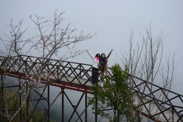 Peach Blossoms in Full Bloom  Among   Clouds at O Quy Ho Pass - Ảnh 4.