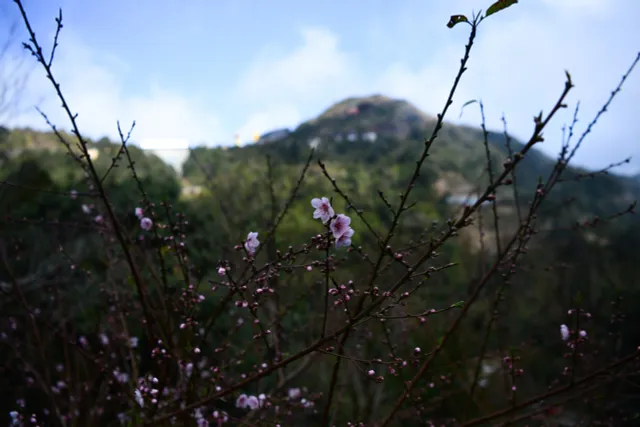Peach Blossoms in Full Bloom  Among   Clouds at O Quy Ho Pass - Ảnh 5.