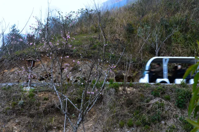 Peach Blossoms in Full Bloom  Among   Clouds at O Quy Ho Pass - Ảnh 6.