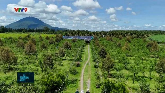 Khám phá vườn dâu tằm Ba Phong