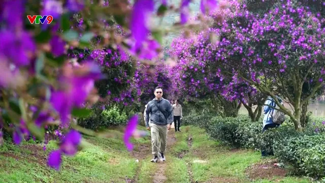 Ấn tượng phương Nam: Rực rỡ sắc hoa mua trên đồi trà