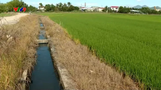 Khô hạn sau mưa lũ - Nỗi lo mất sinh kế