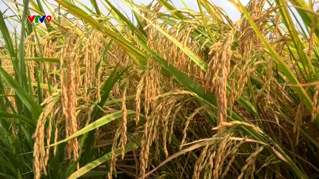 Mùa vàng trên cánh đồng lúa - sếu