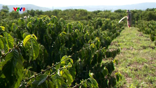 Giữ sinh kế trong mùa khô hạn ở Nam Tây Nguyên