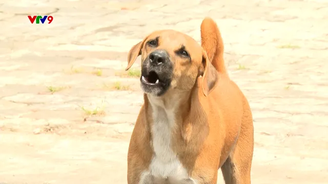 Alo V9 (28/3/2026): Bất an vì chó thả rông trong khu dân cư