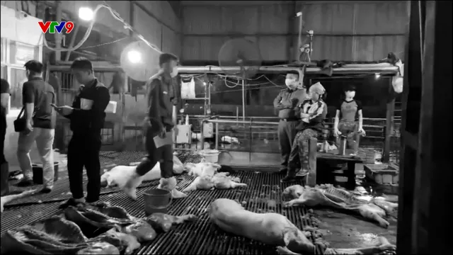 Đường dây tiêu thụ 300 tấn heo bệnh vào trường học