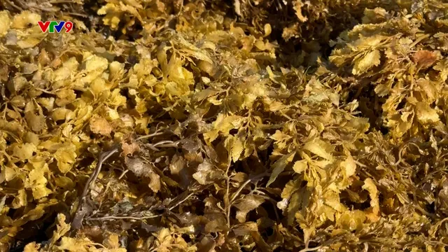 Khai thác rong mơ, cần giữ nguồn lợi biển