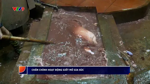 Chấn chỉnh hoạt động giết mổ gia súc