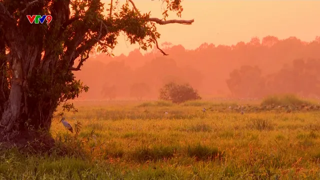 Ấn tượng Phương Nam: Tràm Chim - Rợp trời cánh chim