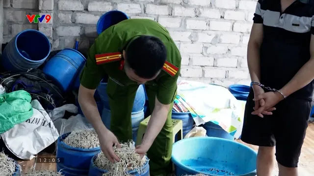 Xưởng giá đỗ sử dụng chất cấm