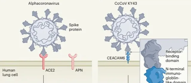 Cảnh báo sớm nguy cơ dịch bệnh mới từ virus corona ở dơi - Ảnh 1.