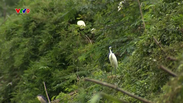 Ấn tượng phương Nam: Đất lành chim đậu
