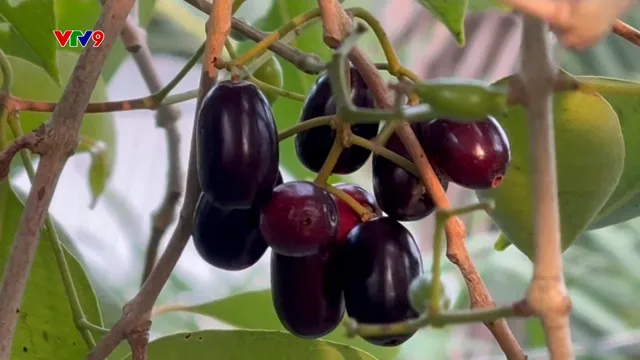 Ấn tượng phương Nam: Ký ức của những mùa trâm