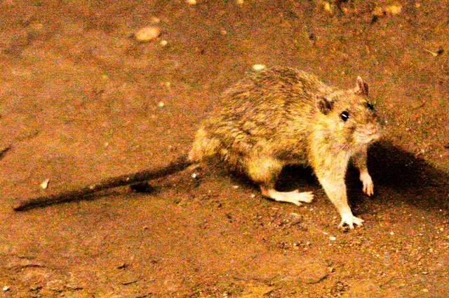 3 người tử vong nghi do lây nhiễm hantavirus trên du thuyền ở Đại Tây Dương- Ảnh 1. 3 người tử vong nghi do lây nhiễm hantavirus trên du thuyền ở Đại Tây Dương- Ảnh 1.