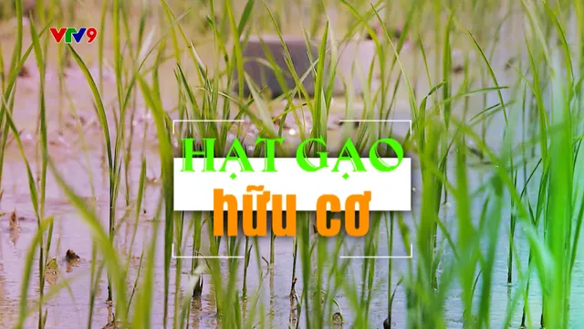 Hành trình Net Zero (Số 15/2026): Hạt gạo hữu cơ