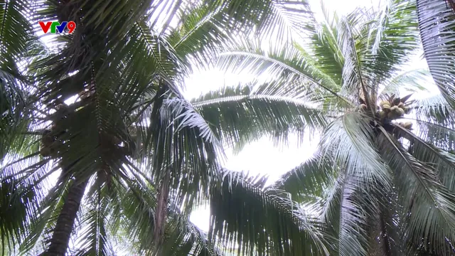 Hành trình Net Zero (Số 16/2026): Khai mở giá trị mới cho ngành dừa trước biến đổi khí hậu