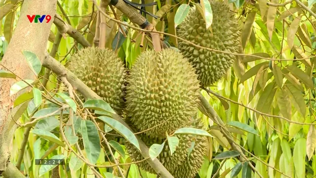 Sầu riêng đang thành "sầu chung"