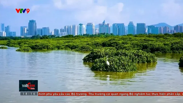 Rừng ngập mặn trong lòng đô thị
