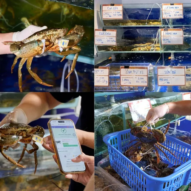 Hanoi foodaholics enjoy famous Ca Mau crab in flavorful Thai curry sauce - Ảnh 2.