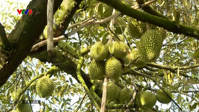 Tăng cường phòng kiểm nghiệm - Giải pháp để sầu riêng đi xa