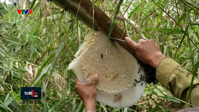 Độc đáo nghề gác kèo ong rừng U Minh Hạ