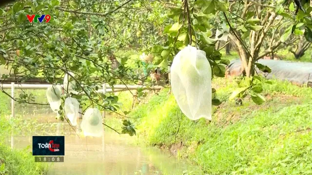 Cây có múi: Giữ cửa xuất khẩu bằng thay đổi chất lượng