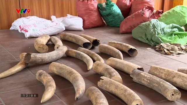 Thủ đoạn trong đường dây buôn ngà voi, vảy tê tê