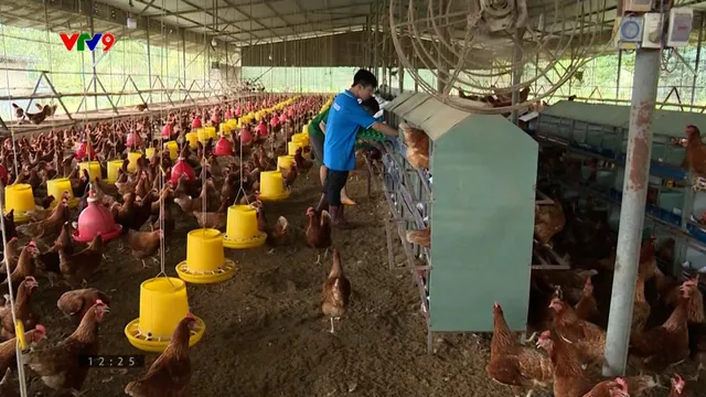 Ngành gia cầm: gỡ áp lực dội chợ, tái cân bằng thị trường