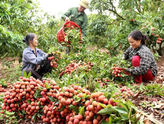 Bắc Ninh đưa vải thiều vươn xa - Ảnh 5.