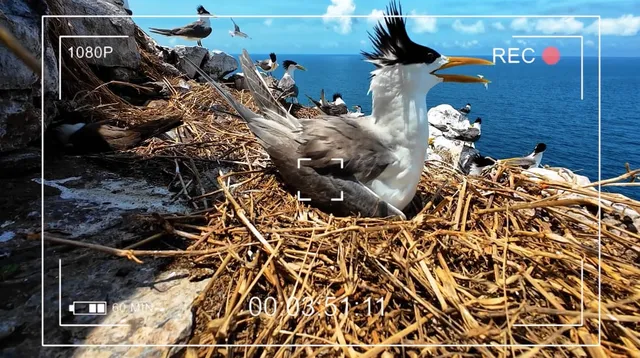 VTV Launches “Vietnam Wild Live”: Vietnams First Live Wildlife Broadcast - Ảnh 11.