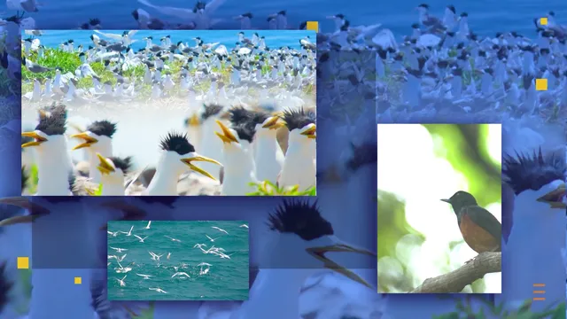 VTV Launches “Vietnam Wild Live”: Vietnams First Live Wildlife Broadcast - Ảnh 2.