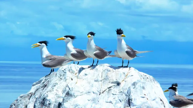 VTV Launches “Vietnam Wild Live”: Vietnams First Live Wildlife Broadcast - Ảnh 6.