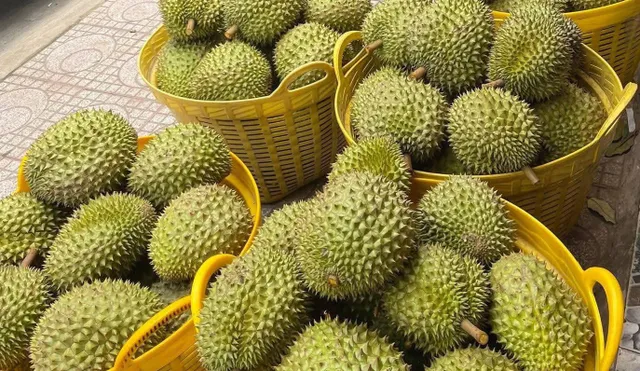 Sầu riêng Việt cần những vùng trồng minh bạch - Ảnh 2.