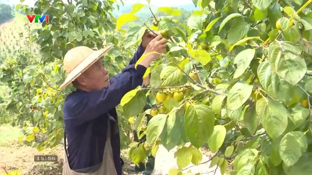 Sắc hồng biên cương: Mở hướng làm giàu từ vườn quả- Ảnh 1.