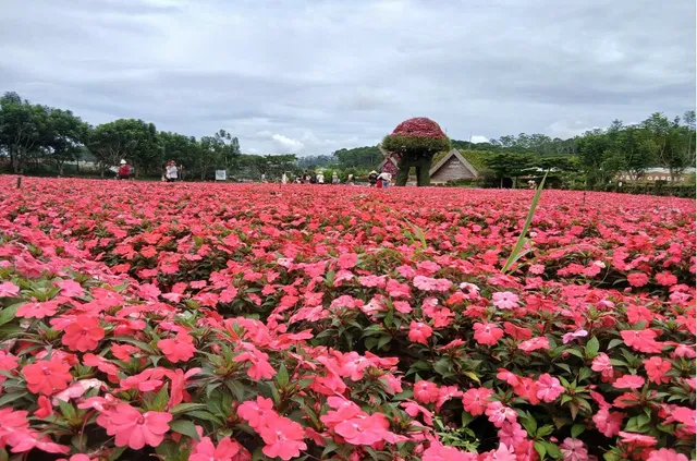 Lâm Đồng tăng tốc chuẩn bị Festival Hoa Đà Lạt 2026 - Ảnh 1.