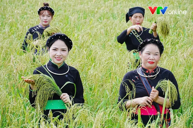 Từ hạt cốm truyền thống đến trải nghiệm du lịch ở Thuận Hòa - Ảnh 3.