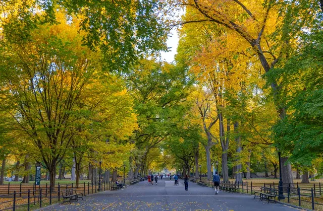 Central Park thay áo mới giữa lòng New York- Ảnh 3.