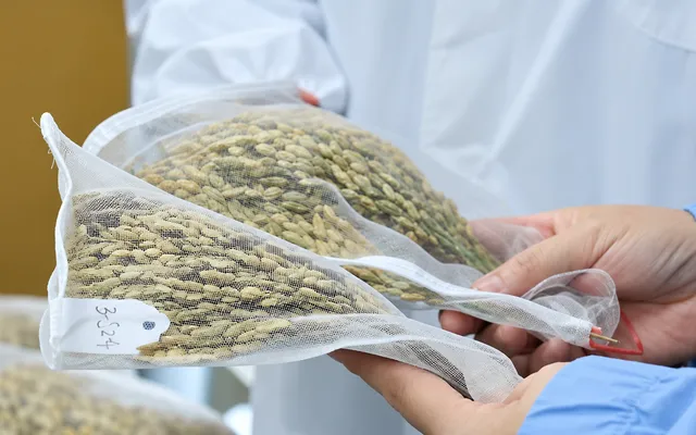 Trung Quốc thí nghiệm trồng lúa trên trạm vũ trụ- Ảnh 1. Trung Quốc thí nghiệm trồng lúa trên trạm vũ trụ- Ảnh 1.