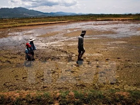 The Mekong Delta faces saline intrusion and a water shortage because of the Mekong River's low water level. (Source: VNA)