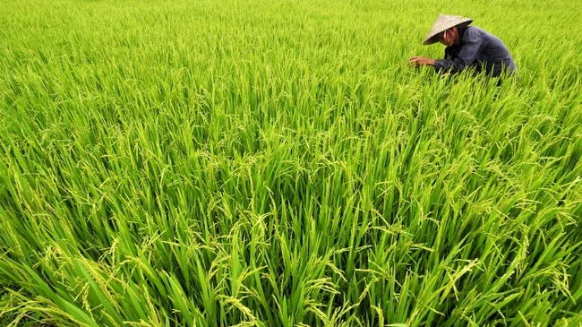 Advanced techniques has increased cultivation areas, productivity and the value of rice in Mekong Delta