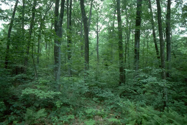 (Photo: tamky.gov.vn)