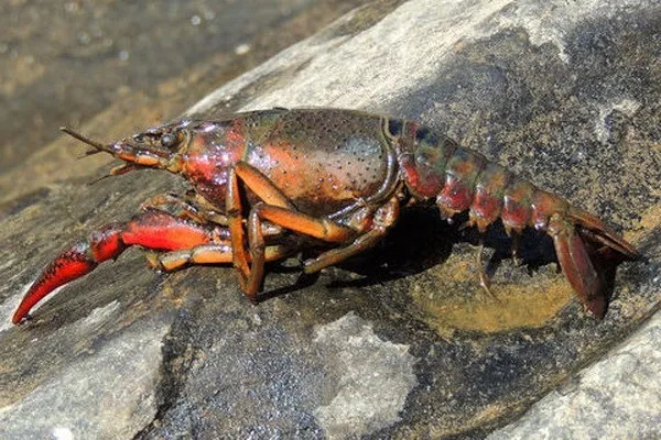 A crawfish (Photo: theterramarproject.org)