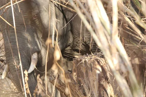 A young elephant at Yok Don National Park – Photo: WWF Vietnam