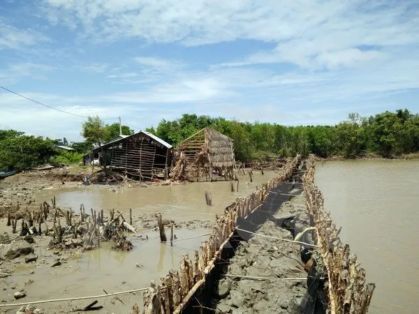 Landslides had reduced the area of mangrove forest in Kim Quy B Village from more 40,000sq.m to 4,000sq.m (Photo: VNA)