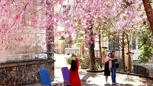 Youngsters pose for a photo under prunus cerasoides cherry trees (credit: nhandan)
